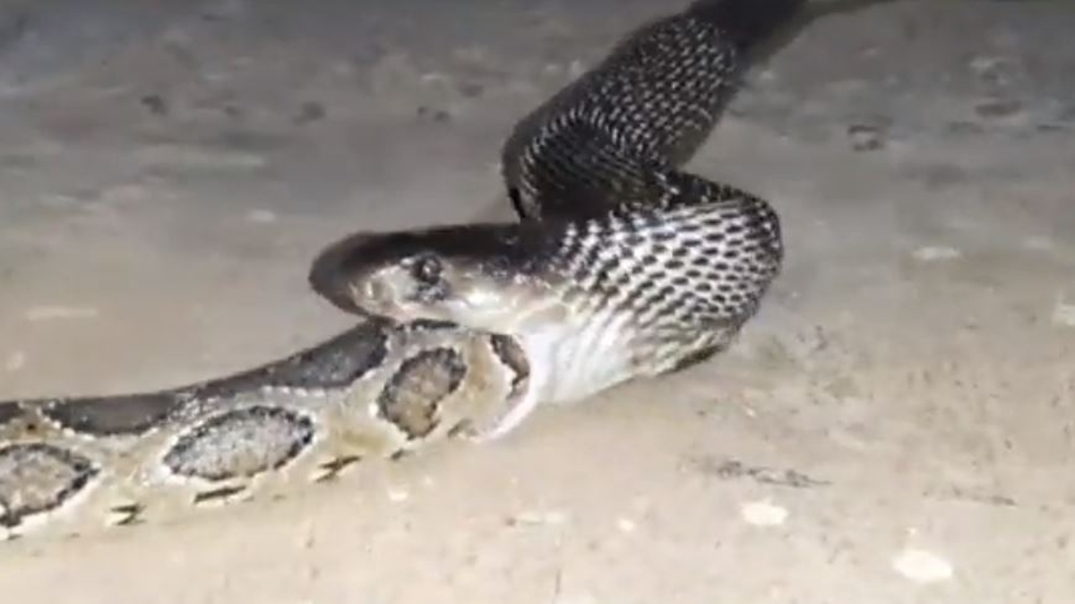 అంత పెద్ద కొండచిలువను అమాంతం మింగిన కింగ్ కోబ్రా