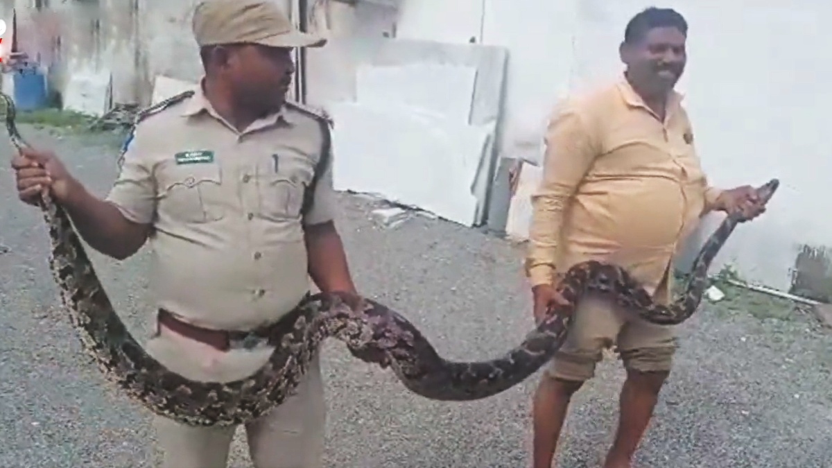 హైదరాబాద్ వాసులు జాగ్రత్త: భారీ వర్షాలకు ఇళ్లల్లోకి పాములు,ఏంచేయాలి..?