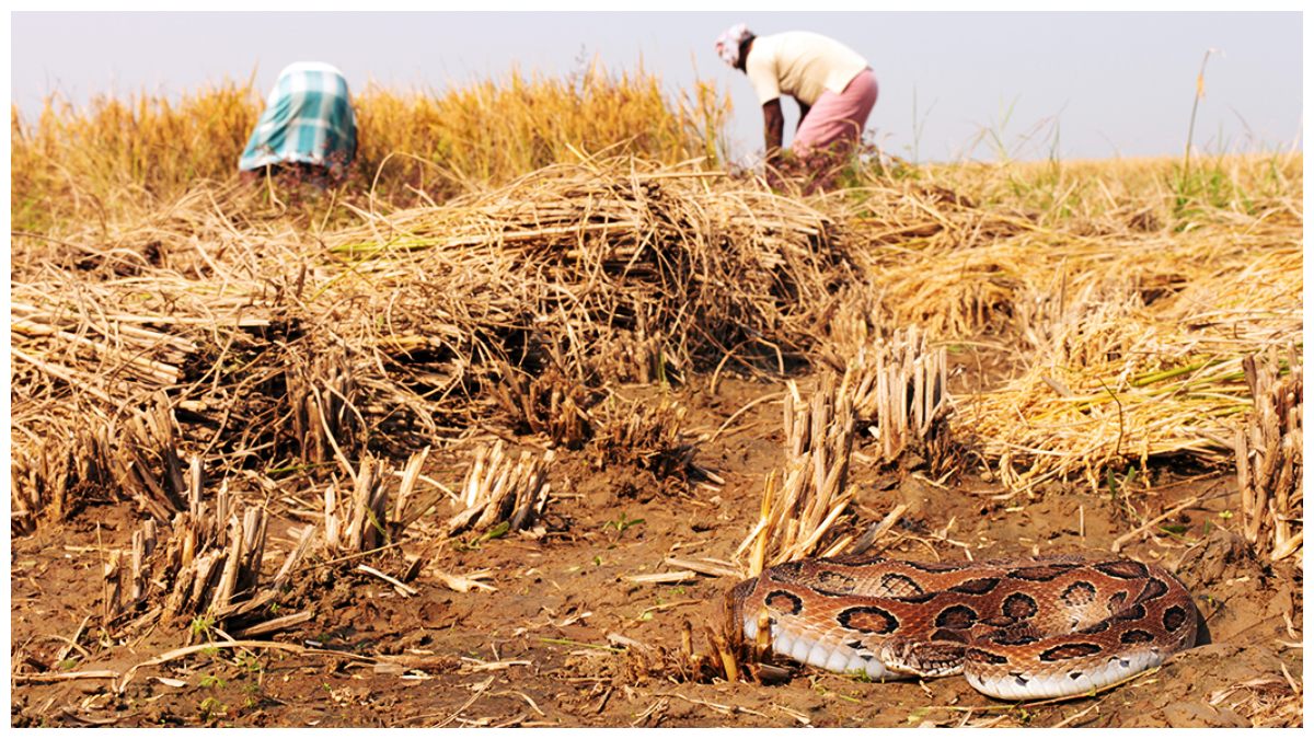 వర్షాకాలం.. పాముల కాలం పొలాల్లో రైతులే కాదు మీరు కూడా.. పదిలం