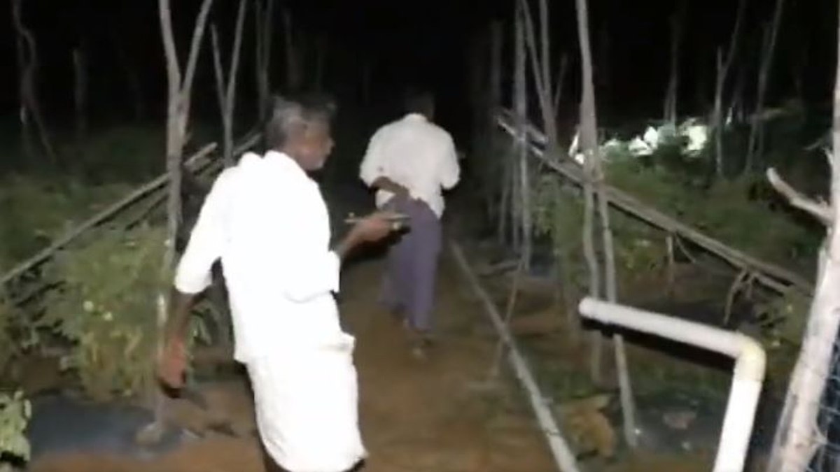 ఎర్ర బంగారం: నిద్రహారాలు మాని టొమాటో పంటకు కాపలా