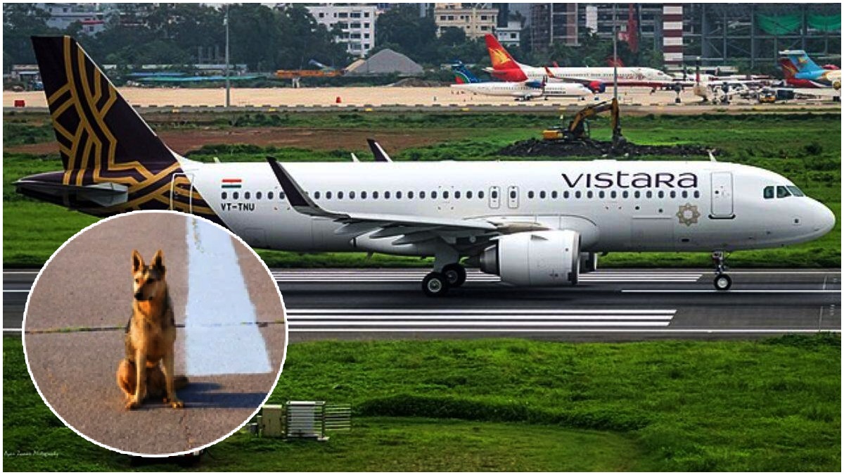 Vistara: రన్ వే పైకి వీధి కుక్క.. విమానాన్ని దారి మళ్లించిన అధికారులు..