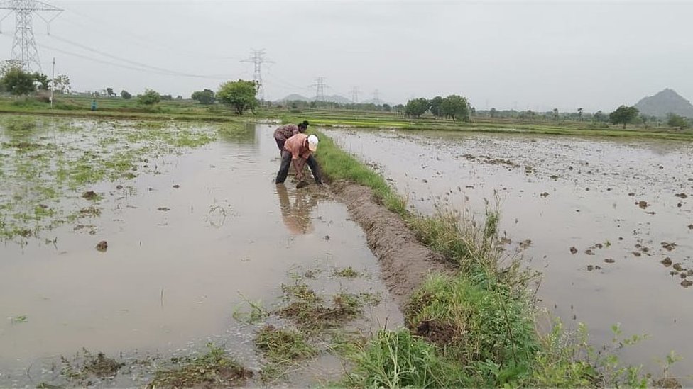 పొలం పనులు పొలం పనులు