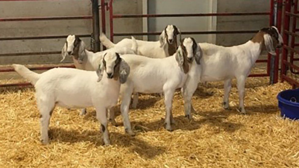 మేకలు / Goats /Animals మేకలు / Goats /Animals