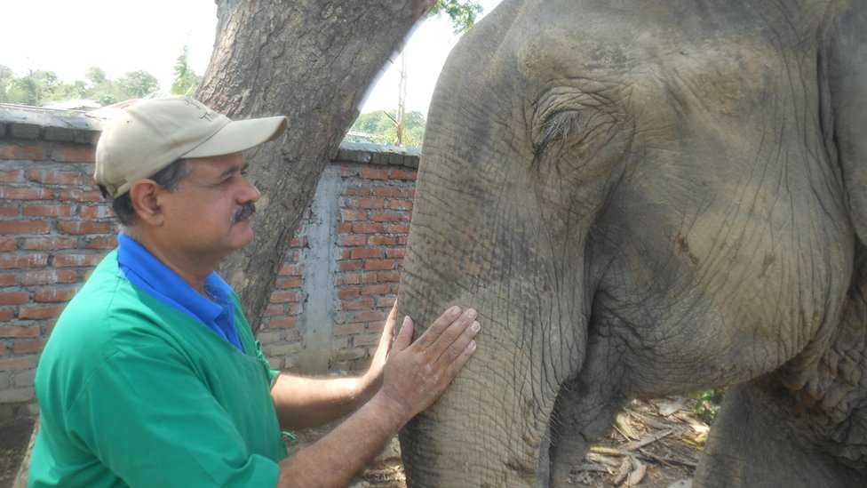 ఏనుగులు ఏనుగులు