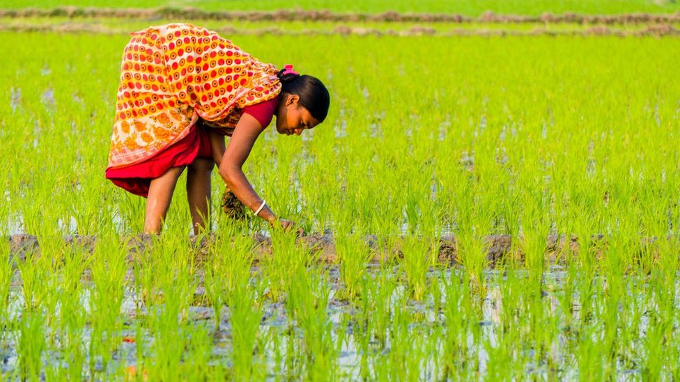 మహిళా రైతు మహిళా రైతు