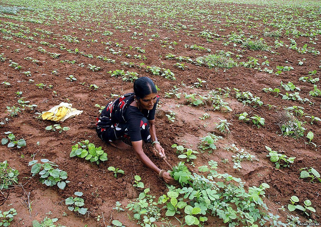 మహిళా రైతు మహిళా రైతు