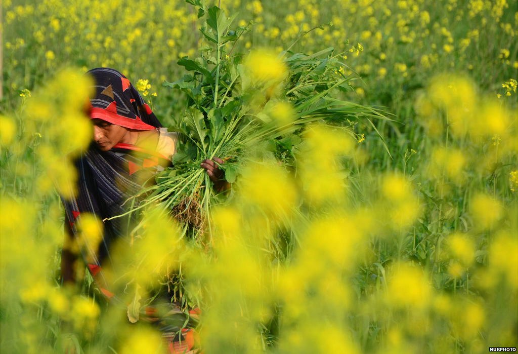 మహిళా రైతు మహిళా రైతు