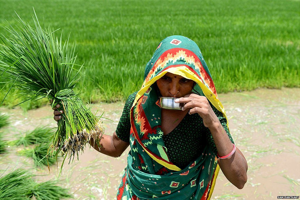 మహిళా రైతు మహిళా రైతు