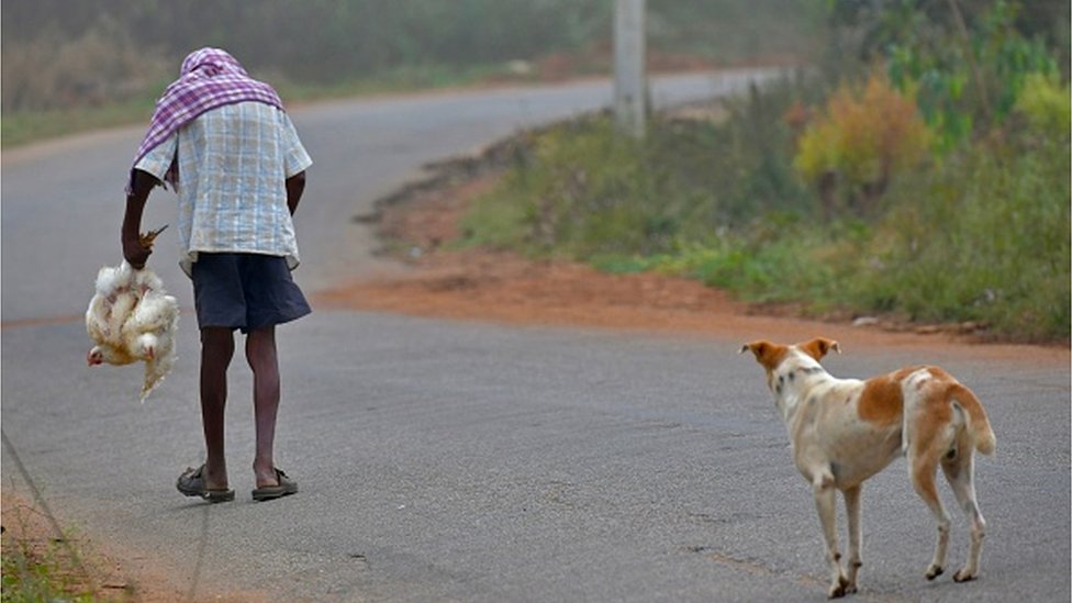కుక్క కుక్క