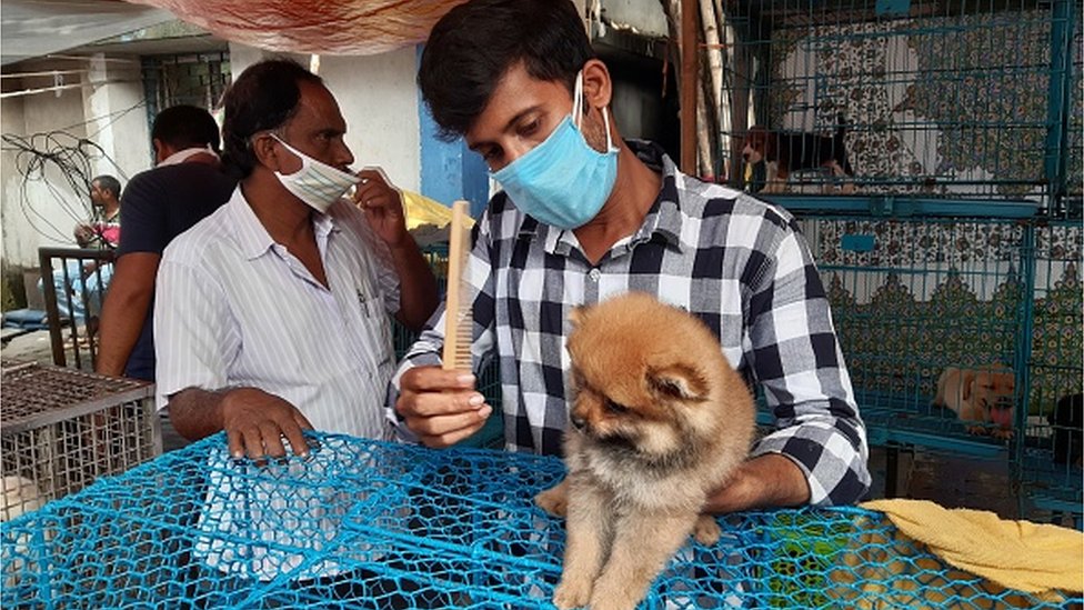 కుక్క కుక్క