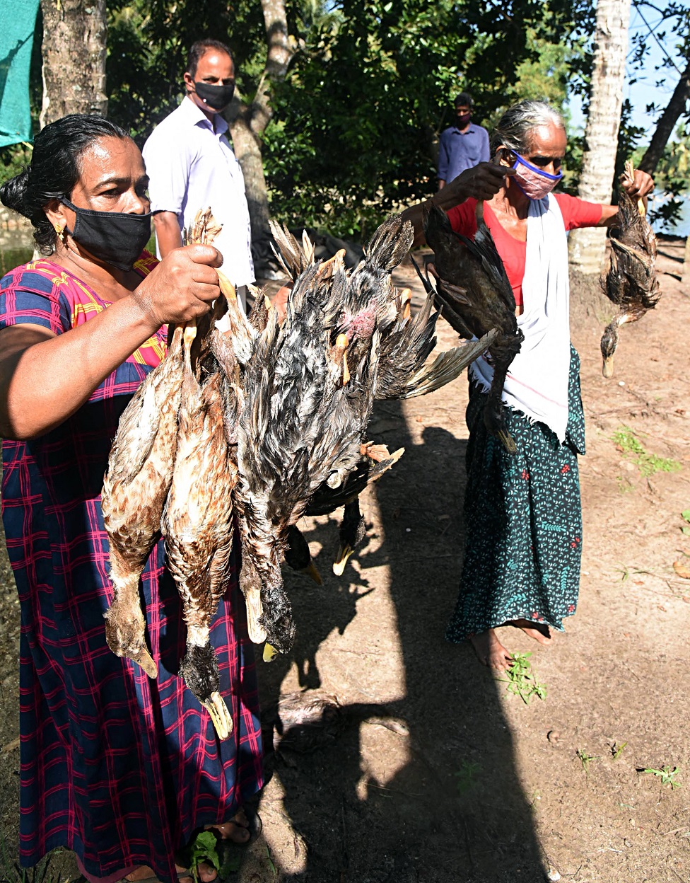 బర్డ్ ఫ్లూ బర్డ్ ఫ్లూ