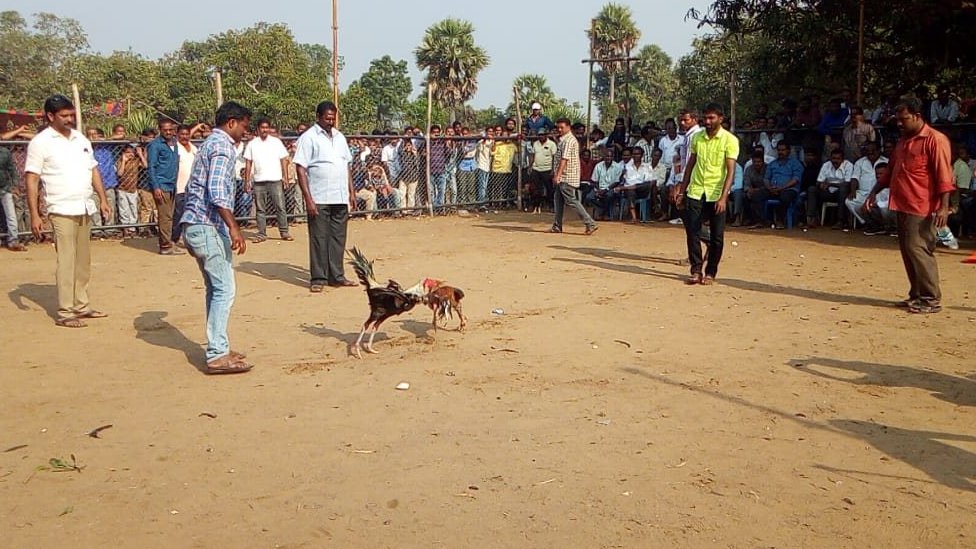 కోడి పందాలు కోడి పందాలు