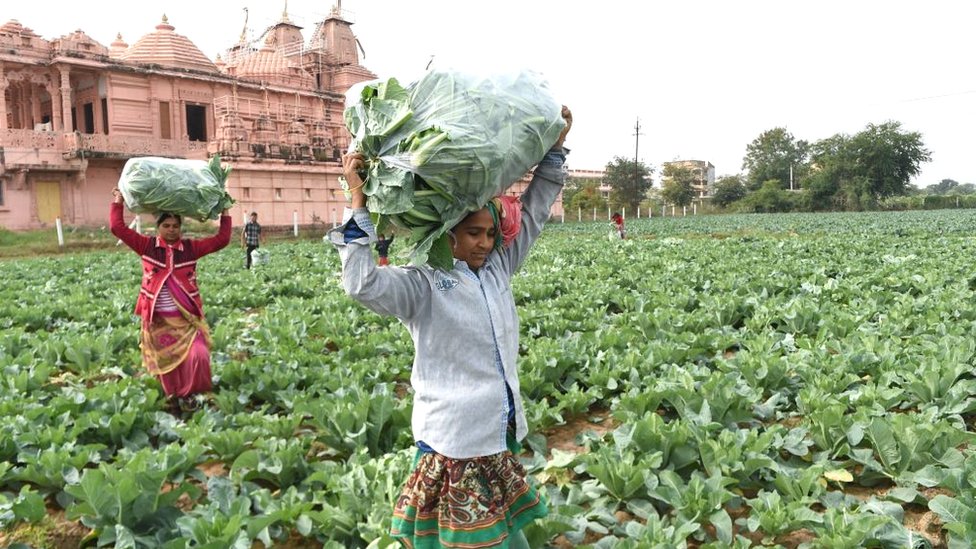 మహిళా రైతులు మహిళా రైతులు
