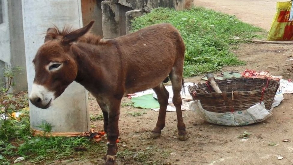 గాడిద మాంసం గాడిద మాంసం