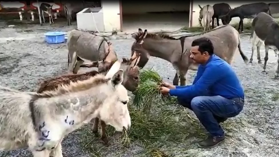 గాడిద పాలు, మాంసంలో లైంగిక శక్తిని పెంచే లక్షణాలు లేవని నిపుణులు చెబుతున్నారు గాడిద పాలు, మాంసంలో లైంగిక శక్తిని పెంచే లక్షణాలు లేవని నిపుణులు చెబుతున్నారు