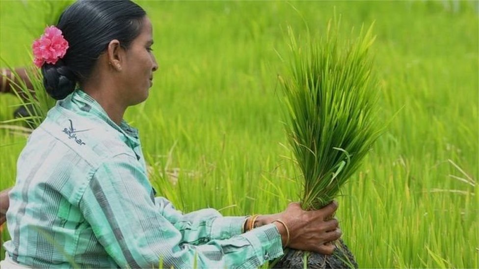 వరి వరి