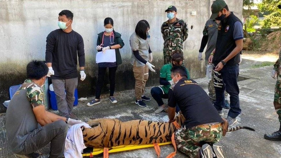 Thai authorities taking DNA sample from a tiger in a tiger park in Thailand last March Thai authorities taking DNA sample from a tiger in a tiger park in Thailand last March
