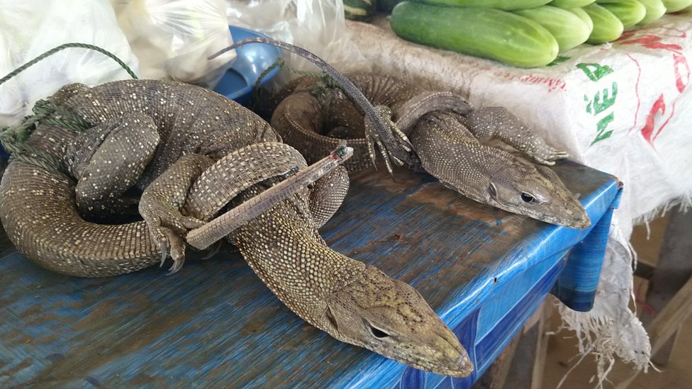 Monitor lizards being sold in Attepeu province of Lao PDR Monitor lizards being sold in Attepeu province of Lao PDR