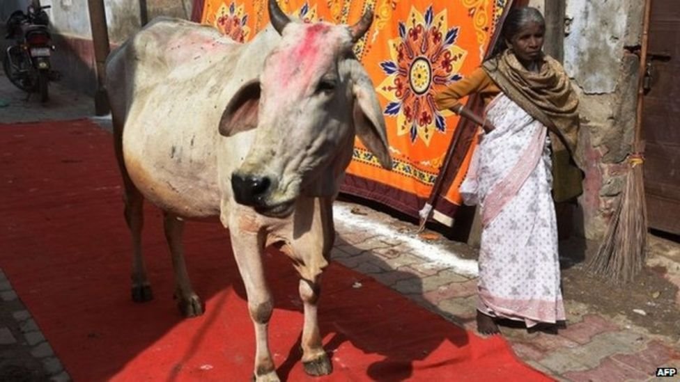 ఆవు ఆవు