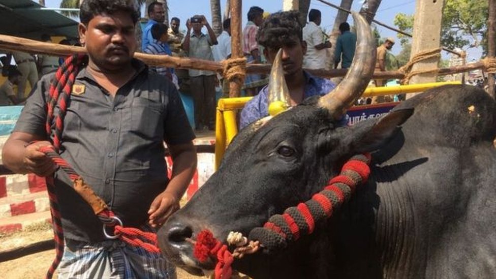 తమిళనాడులో జల్లికట్టు తమిళనాడులో జల్లికట్టు