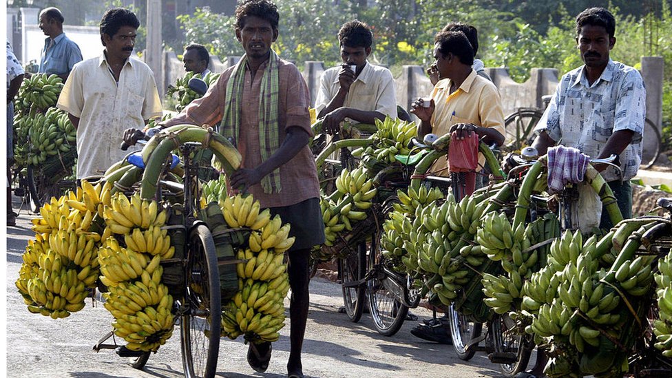 ఏపీలో అరటి సాగు పెరుగుతోంది ఏపీలో అరటి సాగు పెరుగుతోంది