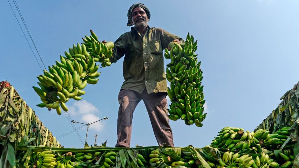 అరటి గెలలు దించుతున్న కార్మికుడు అరటి గెలలు దించుతున్న కార్మికుడు