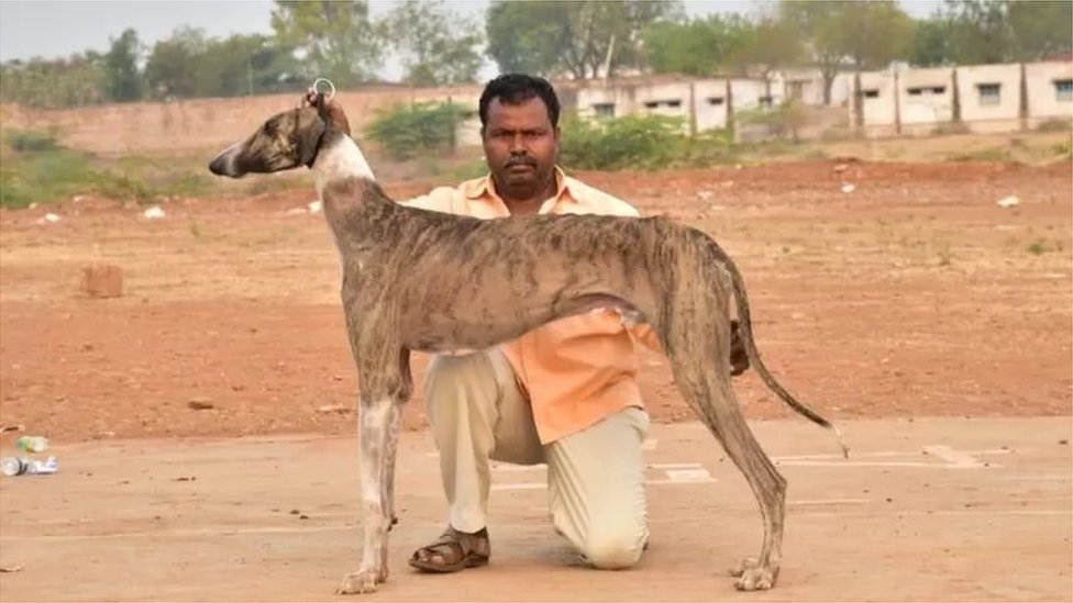 నరేంద్ర మోదీ: ప్రధాని ప్రత్యేక భద్రతా బృందంలోకి ప్రవేశపెట్టనున్న తొలి స్వదేశీ జాతి కుక్క ‘ముధోల్ హౌండ్’ ప్రత్