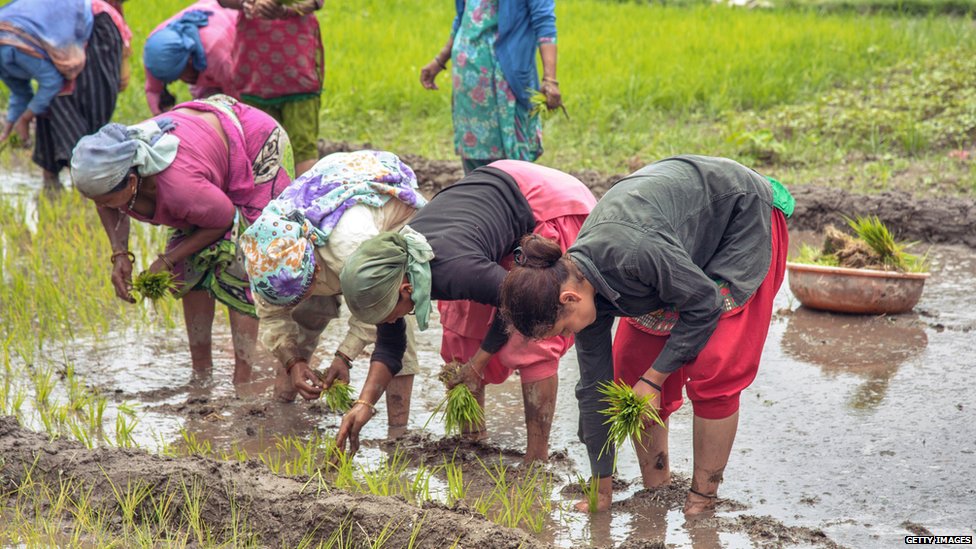 కాలా నమక్: ఈ బియ్యం నుంచి వచ్చే సువాసనకు బుద్ధుడితో సంబంధం ఏమిటి?