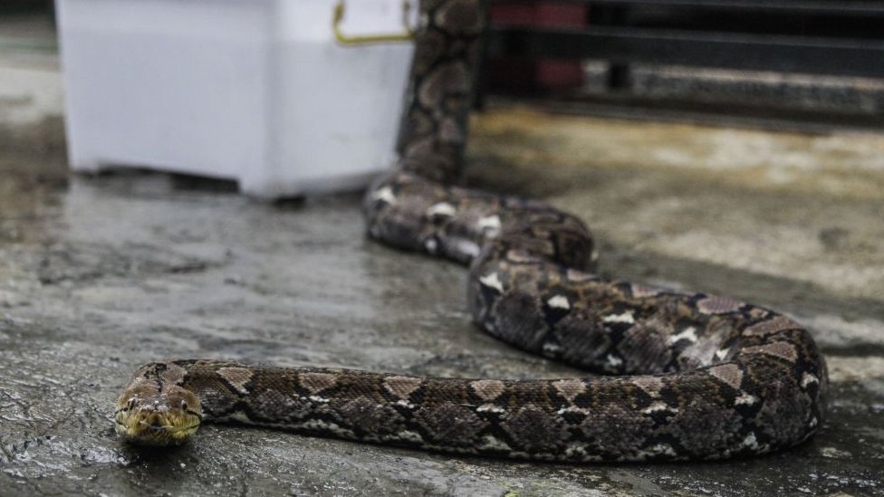 Reticulated Python Reticulated Python