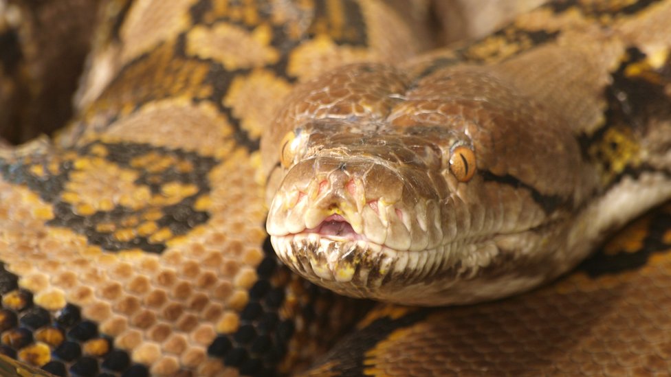 Reticulated Python head Reticulated Python head