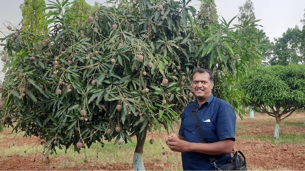 మామిడి తోటలో షైజు మచ్చత్తి మామిడి తోటలో షైజు మచ్చత్తి