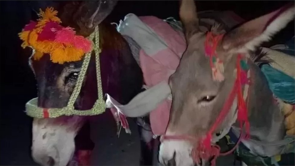 గాడిదలు గాడిదలు