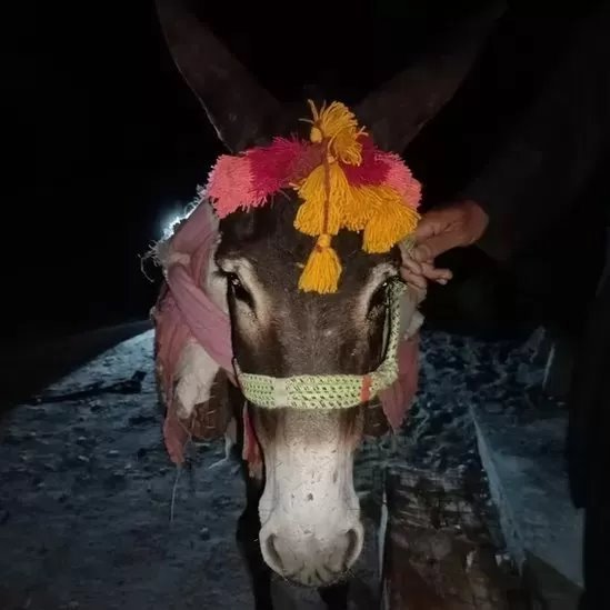 గాడిద గాడిద