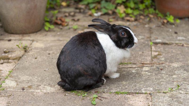 పెంపుడు జంతువుల నుంచి ప్రాణాంతక ఇన్ఫెక్షన్లు సోకకుండా ఏం చేయాలి?