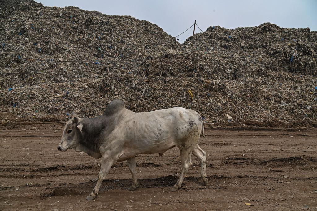 కర్ణాటక: సంతానం లేని గేదెలను చంపుతున్నారు, మరి గోవులను వధిస్తే ఇబ్బంది ఏమిటన్న మంత్రి.. ఇరకాటంలో పడ్డ కాంగ్రెస్